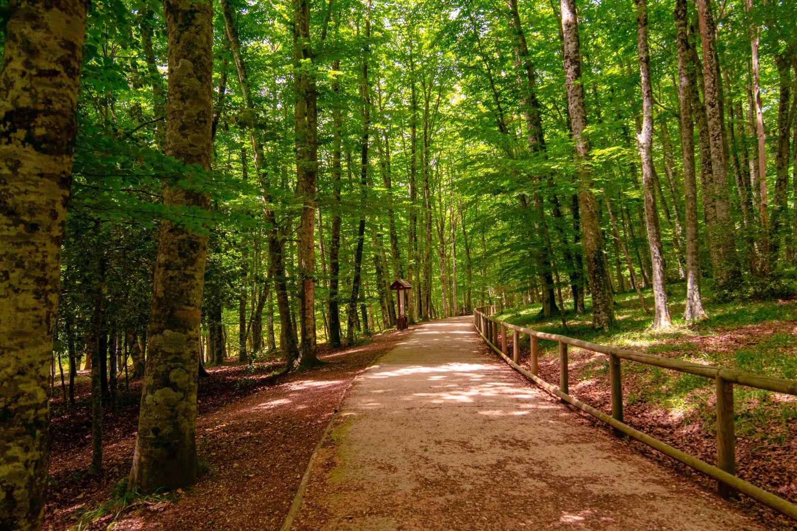 Foresta Umbra