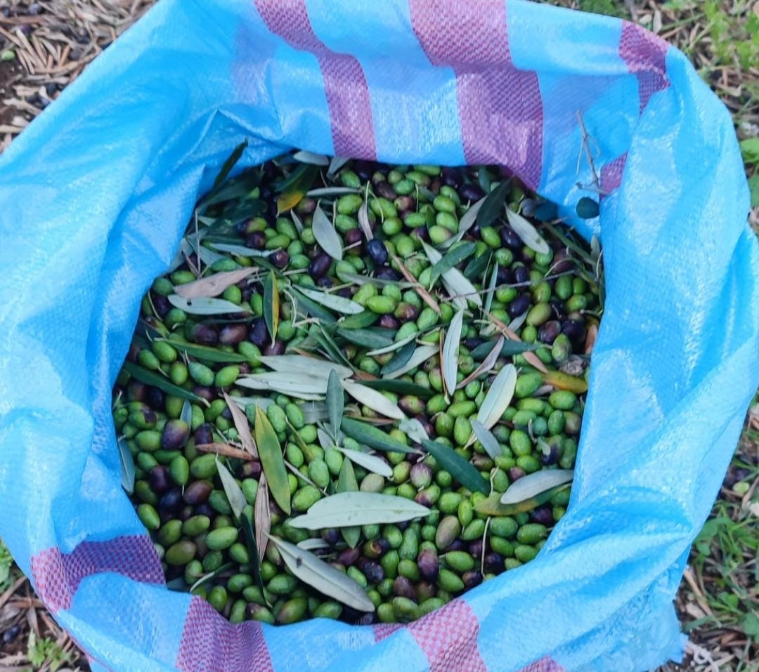 Immagine olio L'Antico Portone