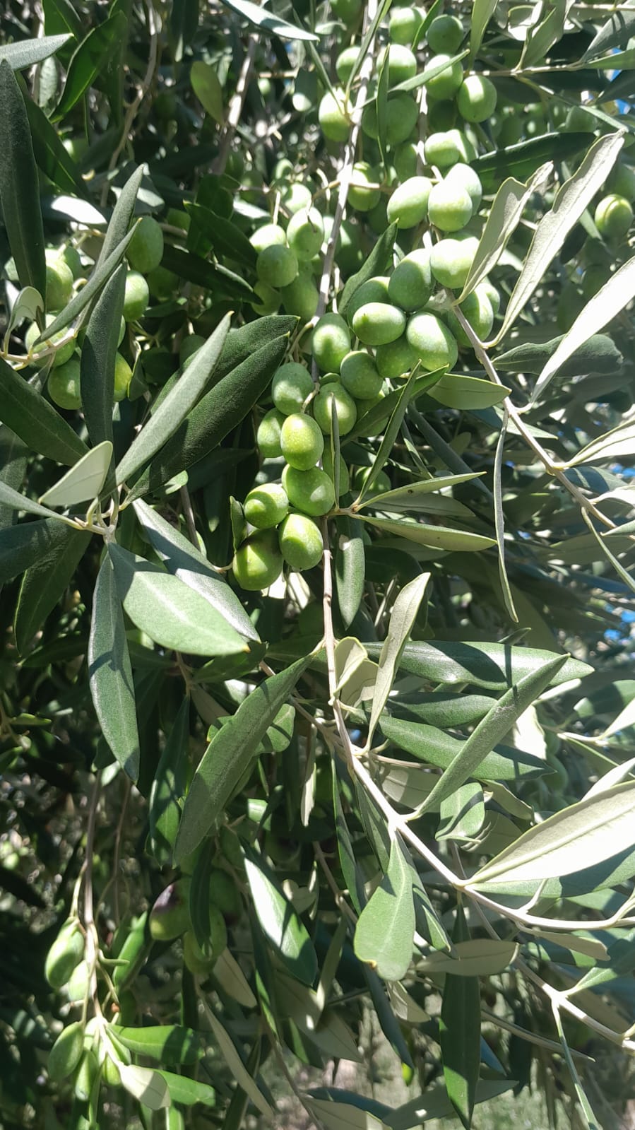 Il nostro uliveto